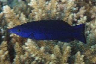 Larabicus quadrilineatus - Blauer Rotmeerputzer (Arabischer Putzerlippfisch)